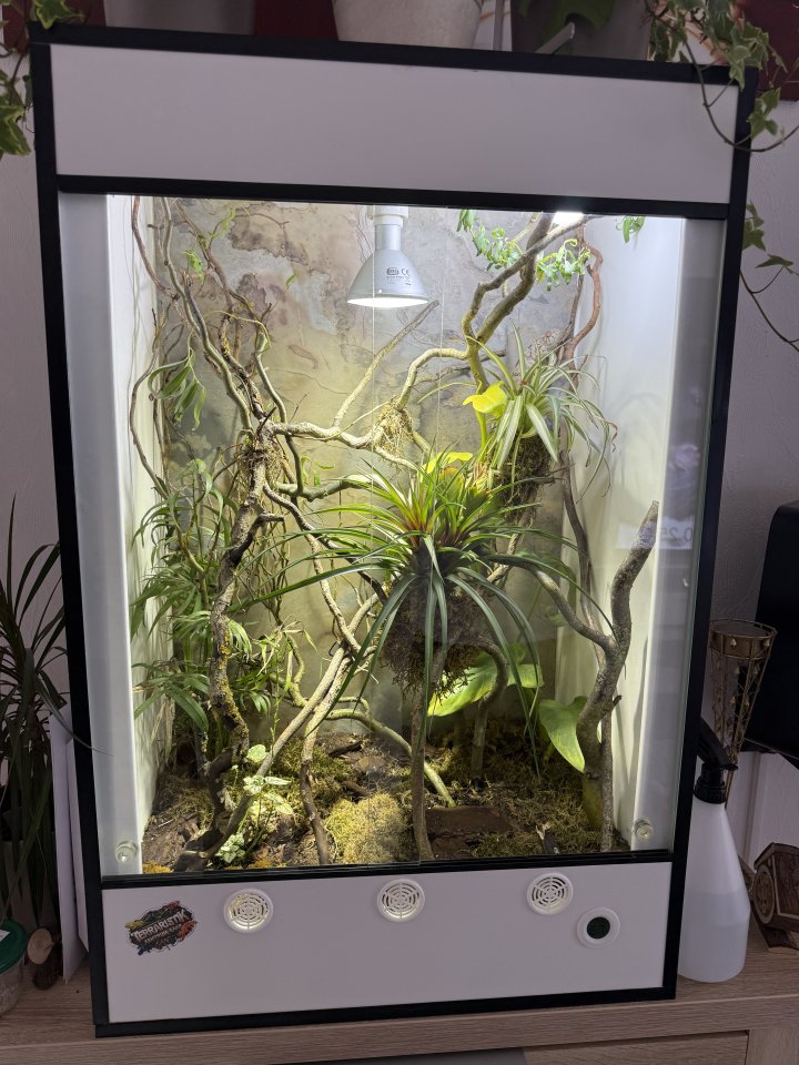 Panther Chamaeleon incl Terrarium und Technik - Reptilien - Tholey