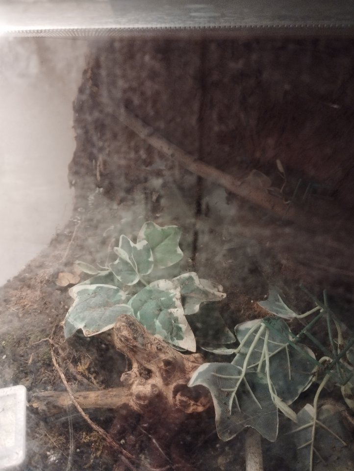 Nhandu Chromatus 0.1 - Insekten - Herne