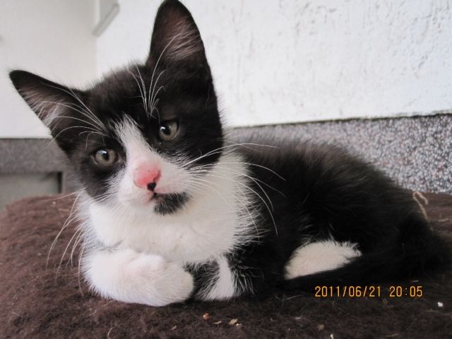 Kleiner Schwarz-Weißer Badteppich / Runder Beistelltisch - 50