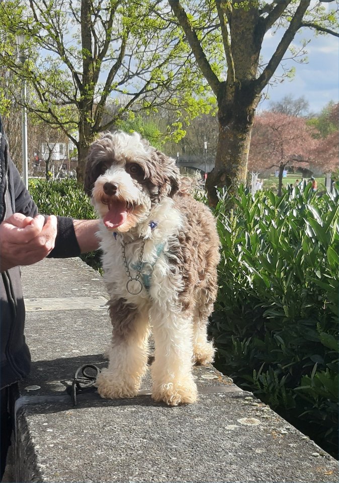 Powderpuff Rüde in schoko-weiß sucht erfahrenes Frauen-Zuhause - Hunde - Massbach