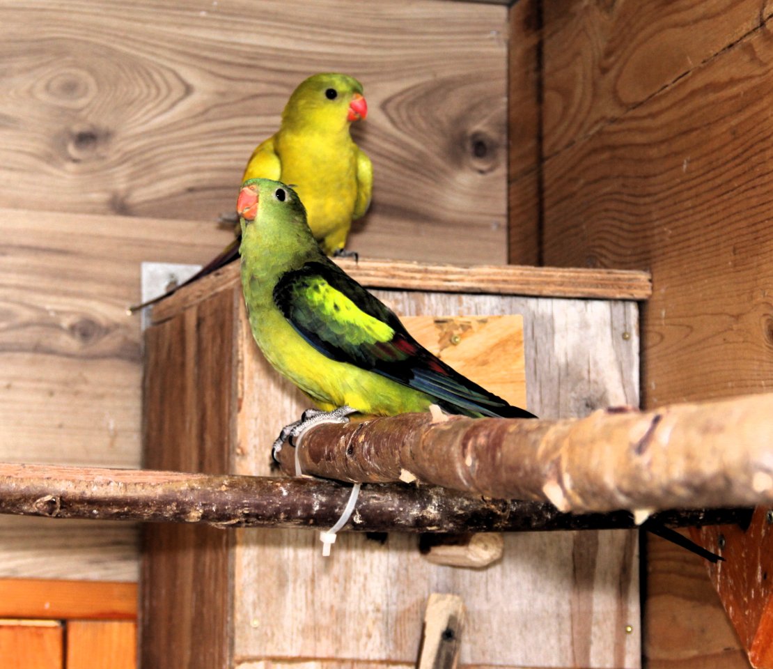 Bergsittiche Paar.................. - Voegel - Erkelenz