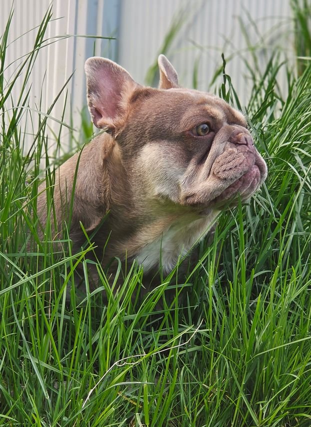 Schöne typvolle französische Bulldogge - Hunde - Badfüssing