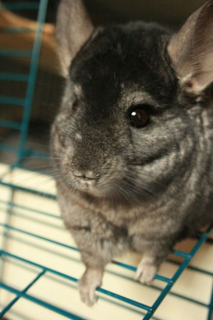 Einsamer Chinchillabock sucht Anschluss - Sonst Nagetiere - München