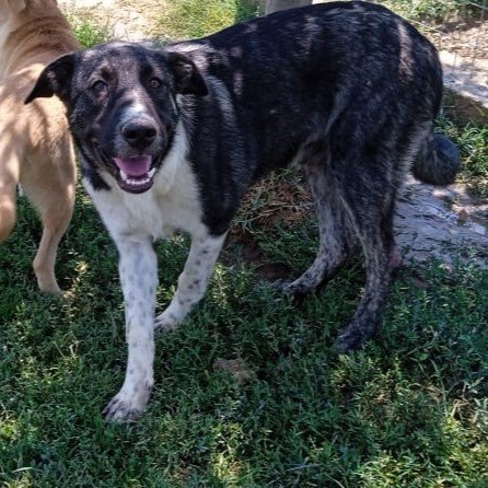Elias sucht ein Zuhause - Hunde - Krefeld