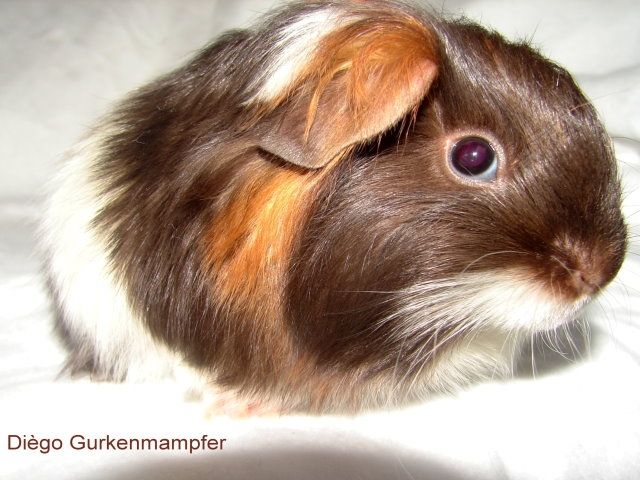 Gurkenmampfer, Rassemeerschweinchen aus dem Ruhrgebiet, Satinsheltieböckchen, s - Meerschweinchen - Essen