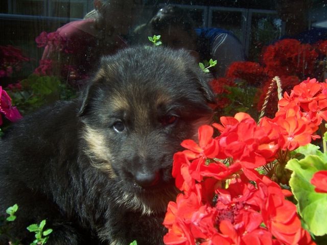 Verkaufe Bildhübsche Deutsche Schäferhundwelpen! - Hunde - großräschen