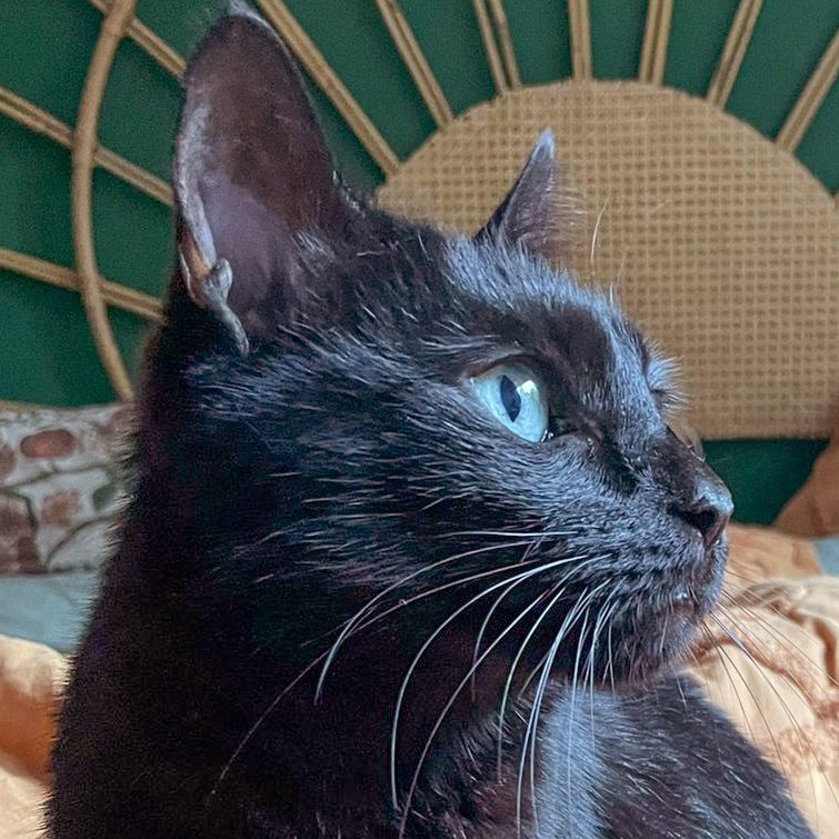 POLLY  und  EMI sind Geschwister, die zusammen vermittelt werden, weil sie sehr  - Katzen - Lauf an der Pegnitz