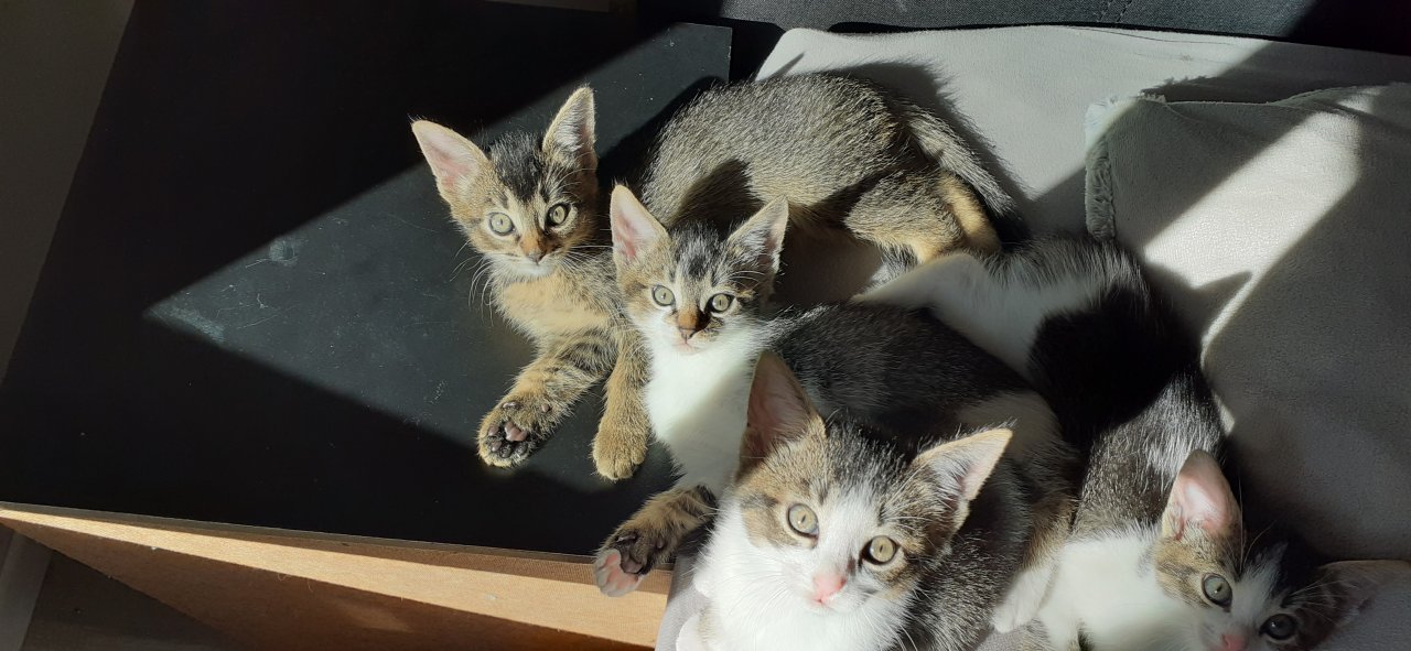 Abbesiner Mix Kätzchen - Katzen - Rosenheim
