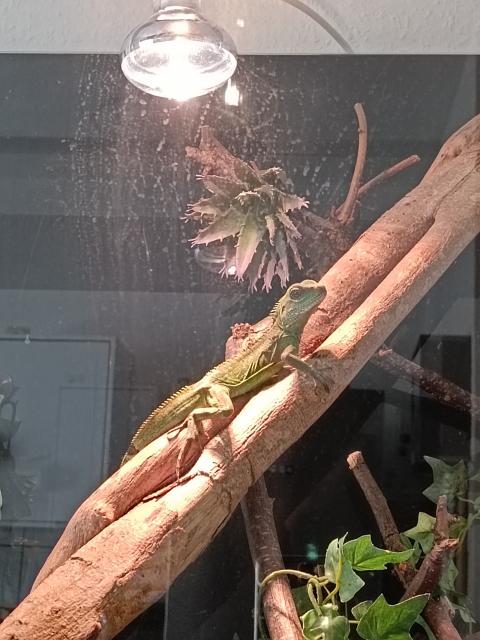 Suche weibliche Grüne Wasseragame  - Reptilien - Oberhausen