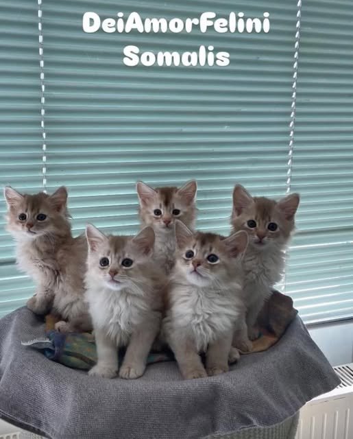 Somali Kitten in silber - Katzen - Baden-Württemberg - Ehingen (Donau)