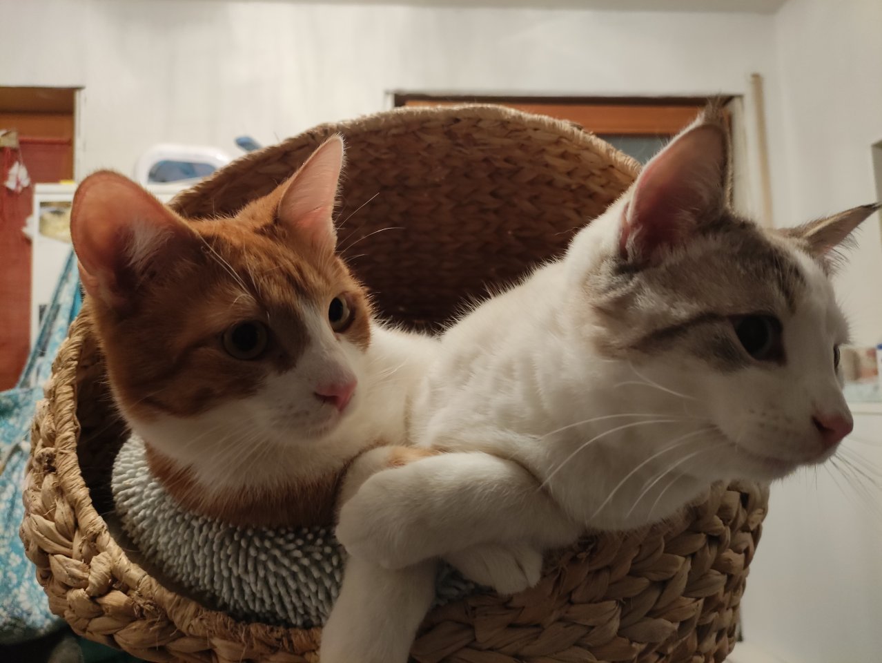 Kater Dreamteam sucht seine Familie - Katzen - München
