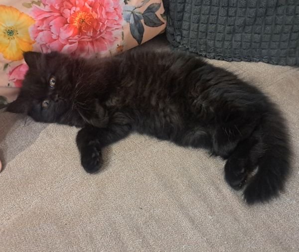 Wunderschönes Kätzchen - Katzen - dortmud