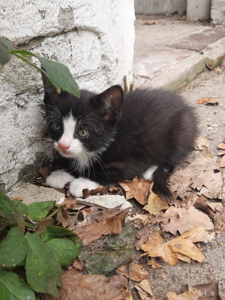 Liebevolles Kätzchen in Gute Hände abzugeben - Katzen - Westerstede