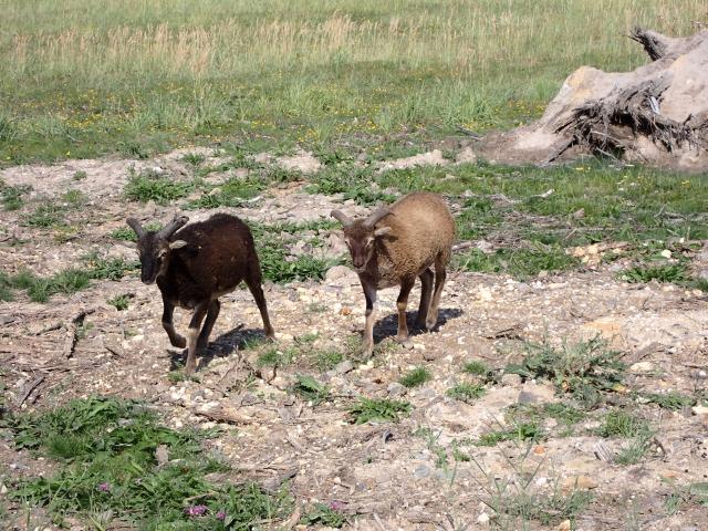 Soay-Schafe und Heidschnucken zu verkaufen - Sonstige Nutztiere - Bad Lausick