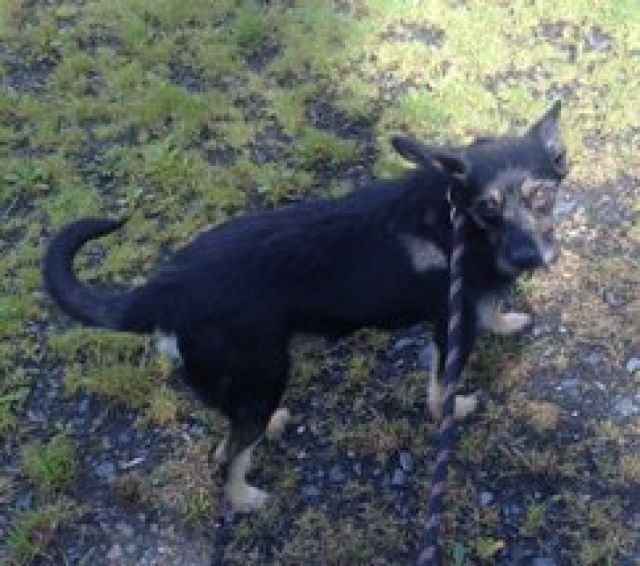 Kleine Maus sucht großes Herz  - Hunde - Sögel