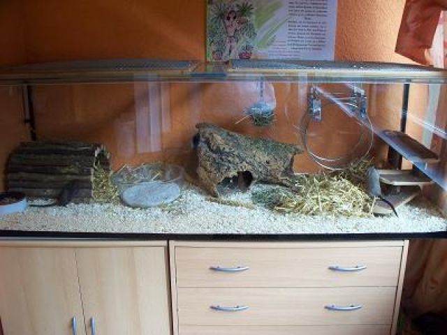 Tolle Nageraquarien und viele Käfige , Volieren , Ställe etc ...  - Zubehoer für Haustiere - Herdorf 