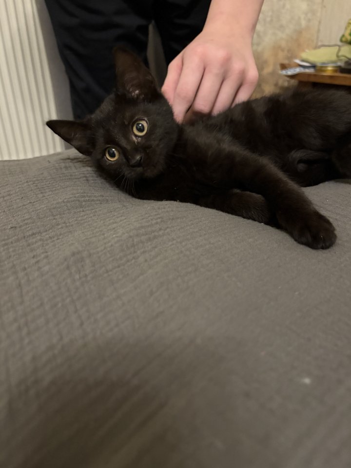 Katzen Babys mischlinge - Katzen - Bronkow