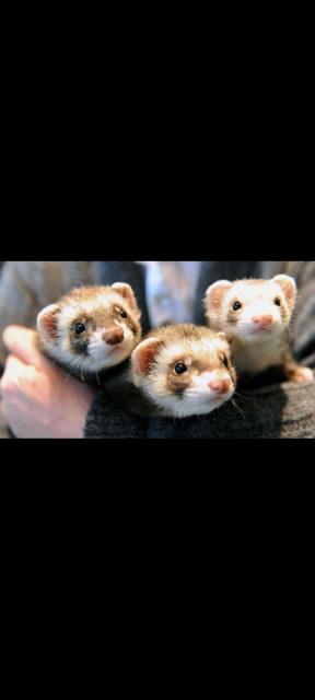 Wir suchen 2 süße frettchenwelpen - Frettchen - Itzehoe 