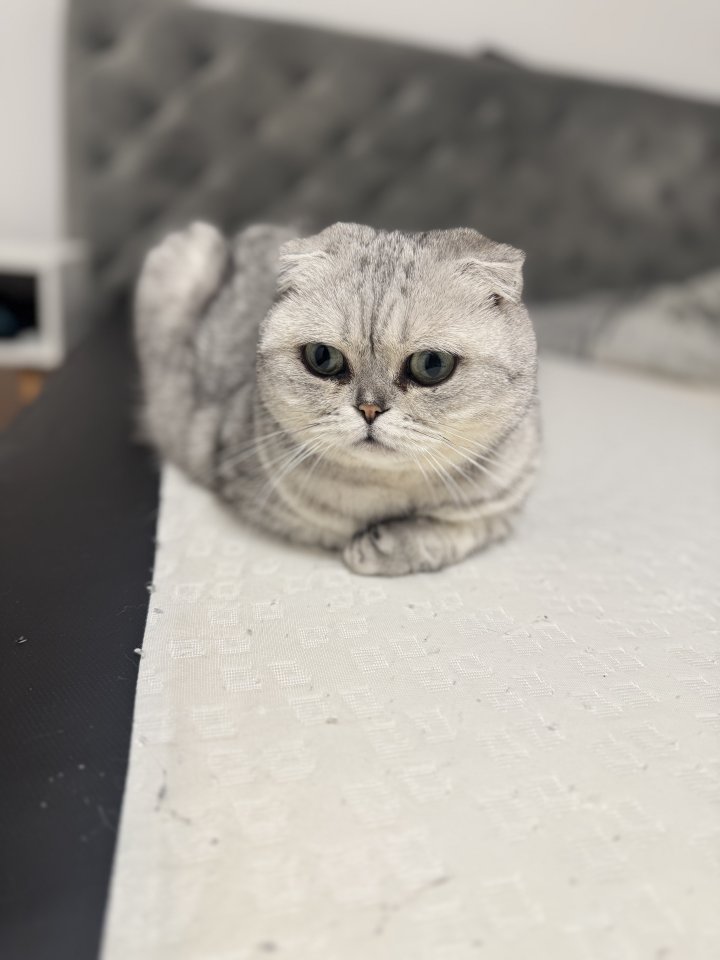 2 Scottisch Fold Katzen abzugeben - Katzen - Bietigheim-Bissingen