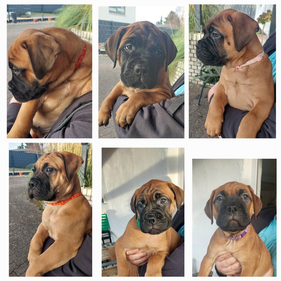Bullmastiff Welpen  suchen ein liebevolles Zuhause - Hunde - Broderstorf