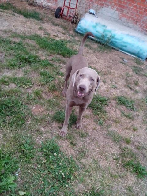 Weimaraner Rüdde Paul - Hunde - lauterbach
