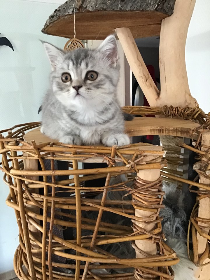 Reinrassige BKH Ktten - Katzen - Baden-Baden 