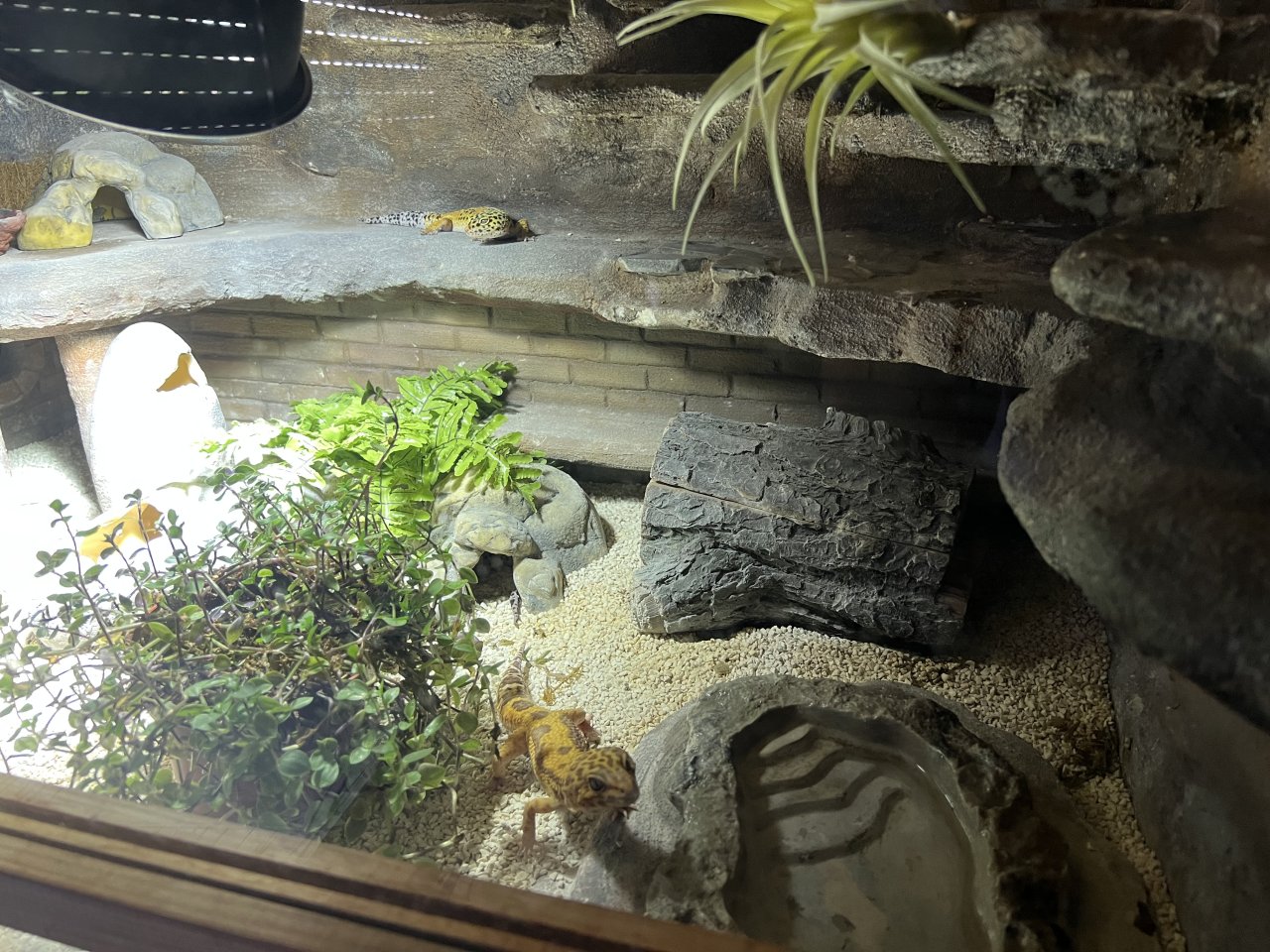 Terrarium mit 3 Leopardgeckos -vollausgestattet + Zubehör - Reptilien - Karlsruhe