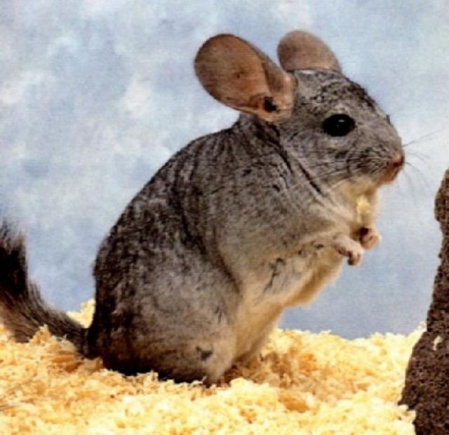 2 Chinchillas zu verschencken!!!! - Nagetiere Allgemein - Duisburg
