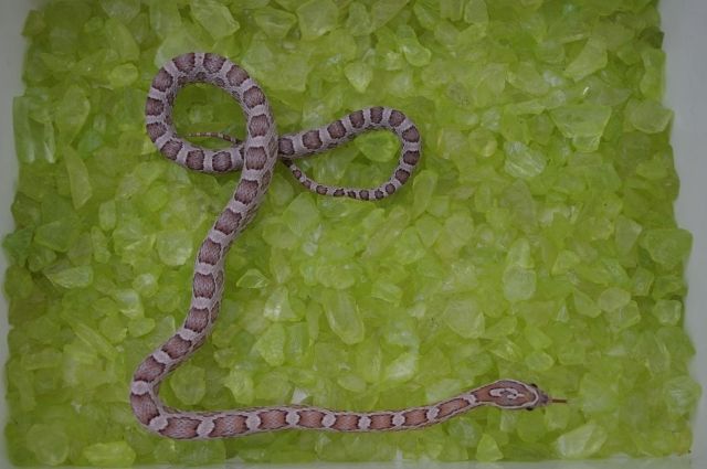 Kornnattern Englische Nachzucht von 09 - Reptilien - Gießen