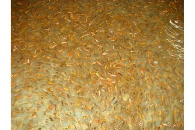 Spitzen KOIBRUT 1-3 cm St. nur 0,33 EUR! Grosse Farbenvielfalt! Showa, Sanke, Ko - Fische - Wipperfürth