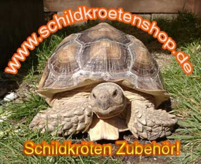 SCHILDKRÖTEN SHOP - Terrarien - Horkheim