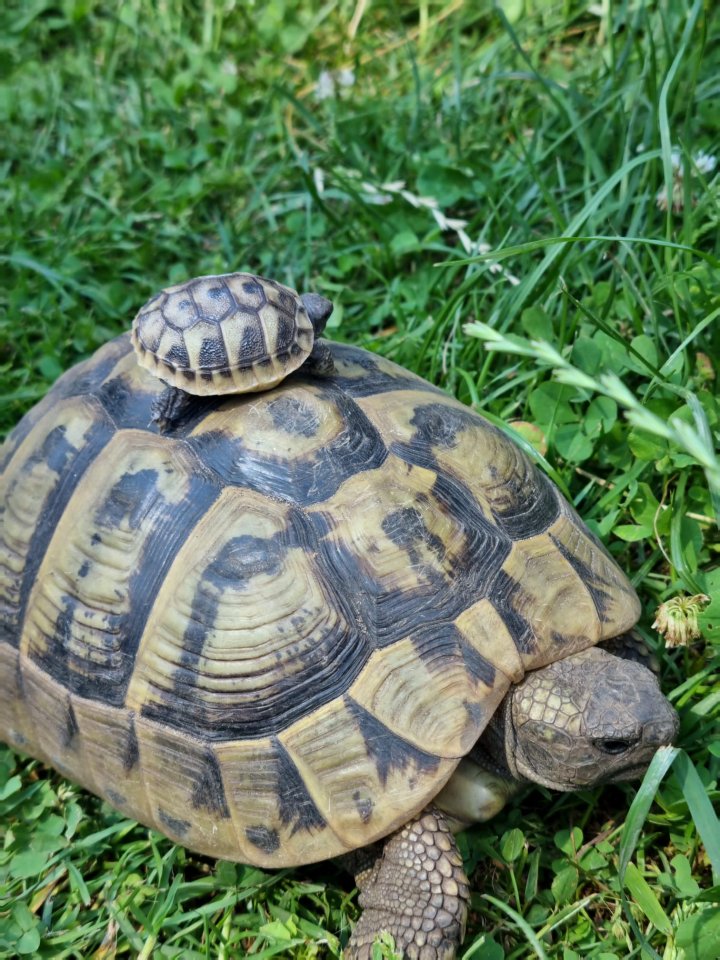 Griechische Landschildkröten THB - Reptilien - Döbern
