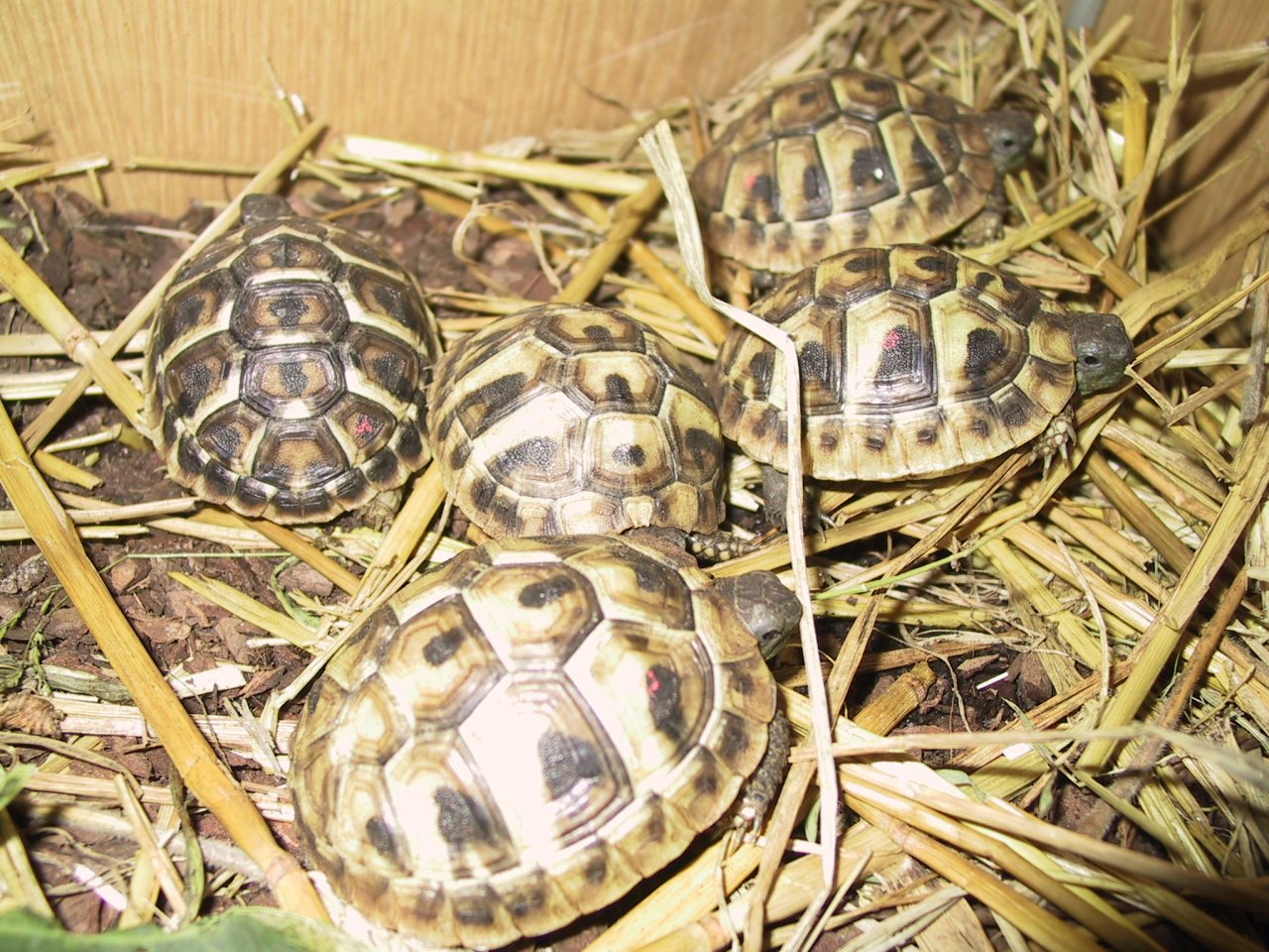 Griechische-Landschildkröten Untersorten : Thh , Thb  und Tm - Reptilien - 50739 Köln-Nord