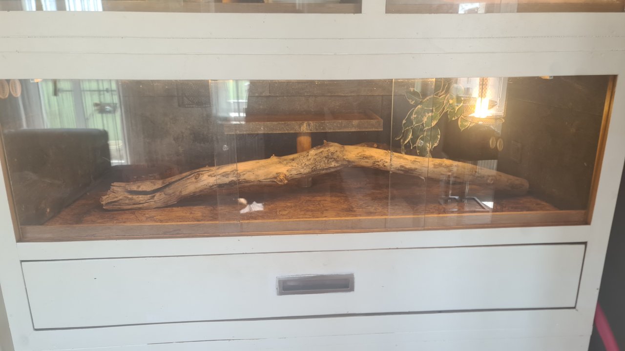 XXL TERRARIUM Wand - super Königspython Terrarien - Reptilien - Berlin