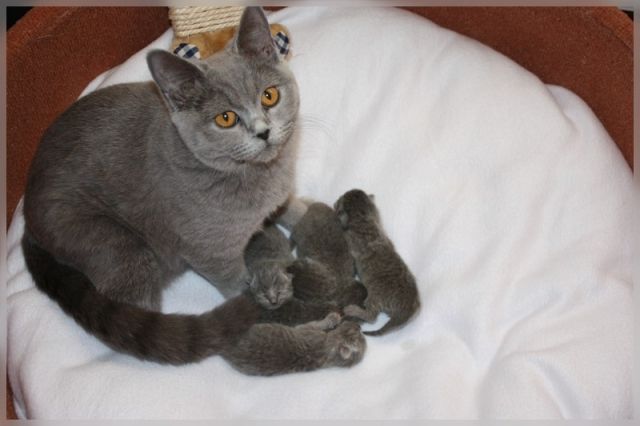 BKH Britisch Kurzhaar Katzenbabys | tieranzeigen.net