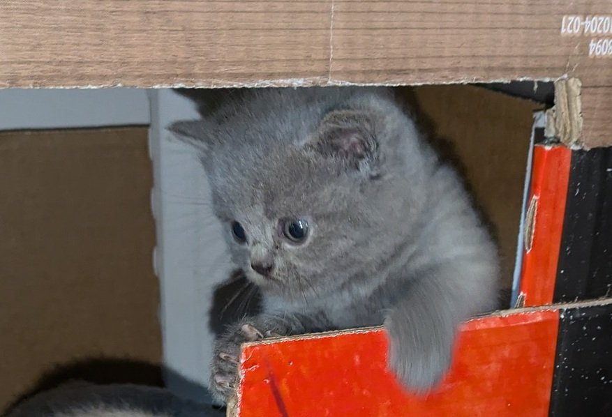 Wir bieten liebevolle, gut erzogene, reinrassige Britisch-Kurzhaar-Kitten  zu er - Katzen - Hof