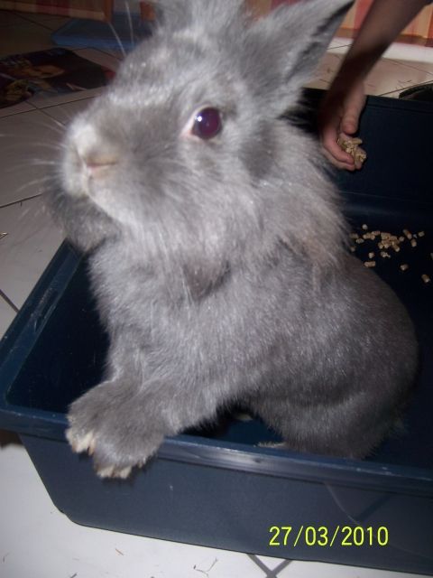 Zwergkaninchen zu verkaufen - Hasen Kaninchen - Limburgerhof