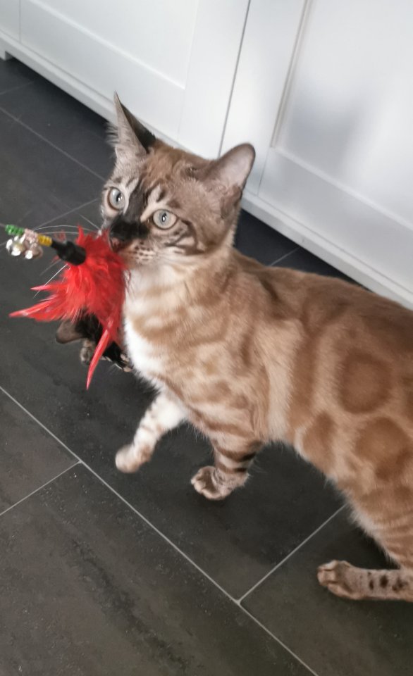Süsse Bengal Kitten mit Stammbaum - Katzen - Hettstedt