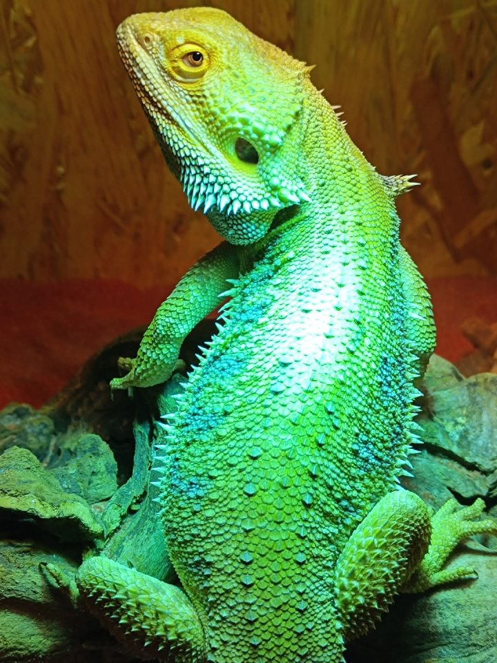Bartagame Männchen - Reptilien - Aachen