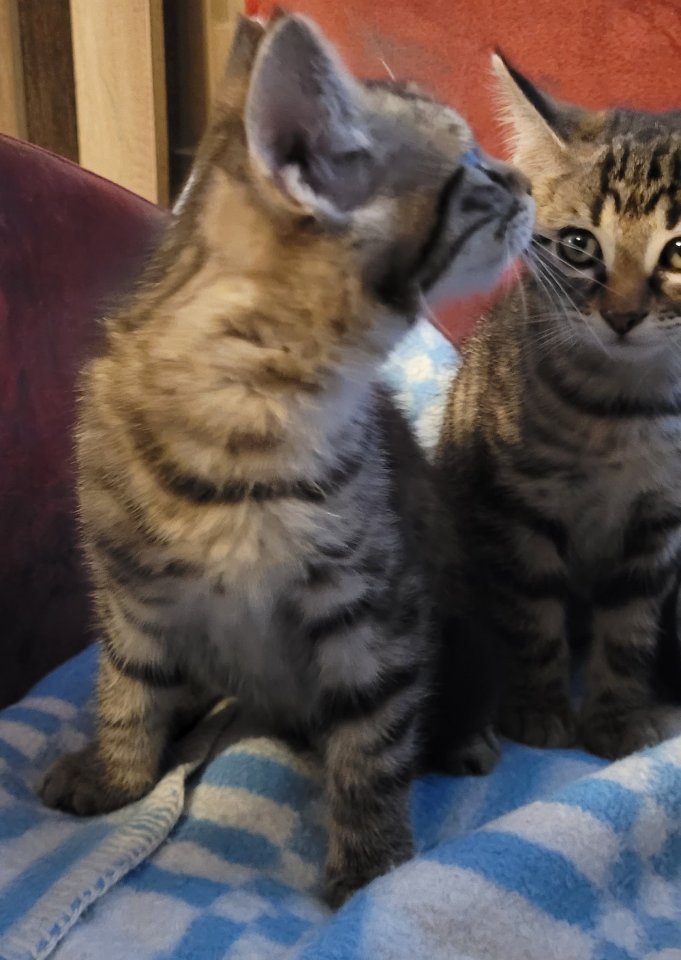 Katzenbabys Katze Männchen und Weibchen - Katzen - Spaichingen