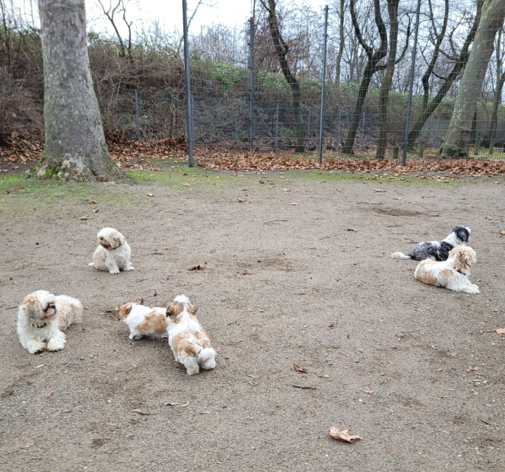 Reinrassige Shih-Tzu Deckrüden - Hunde - Köln