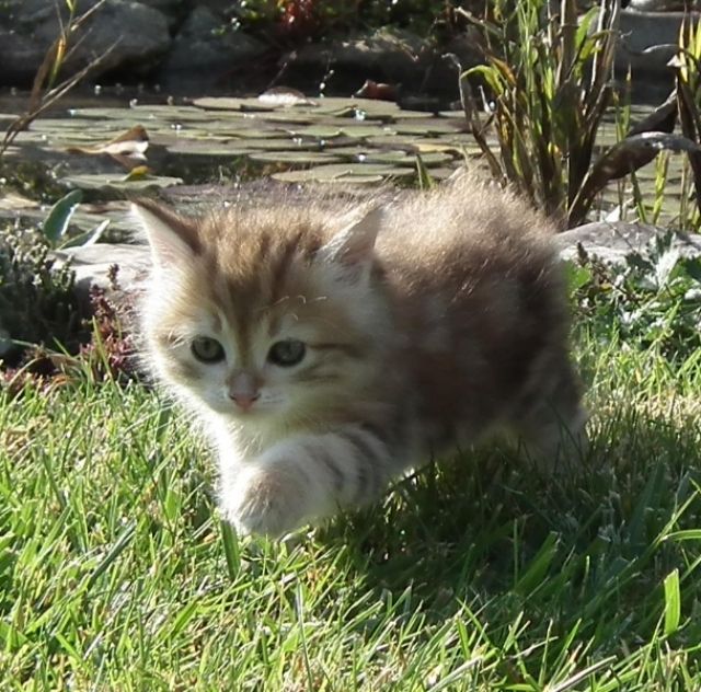 Sibirerbabys from Arctic Shadows - Katzen - Rüsselsheim