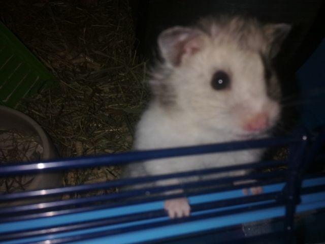 4 Monate Teddyhamster Mädchen Hamster in gute Hände abzugeb - Hamster - obertshausen