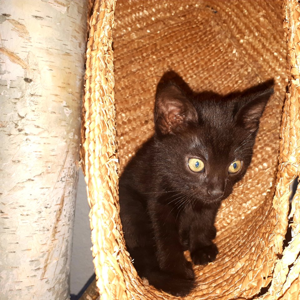 Schwarze Hauskätchen - Katzen - Teuchern