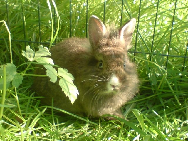 Kleines braunes Zwergkaninchen  Löwenköpfchen-Teddymix  zu verkaufen - Nagetiere Allgemein - Oberlungwitz