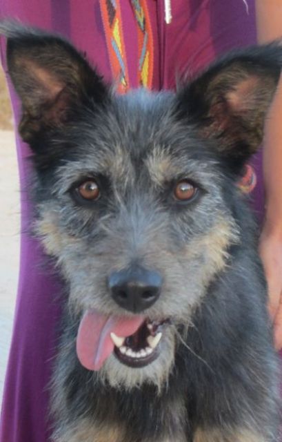 Cinza eine unternehmungslustige Hündin - Hunde - Waldkirch