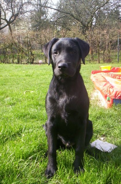 Labrador - Hunde - dortmund