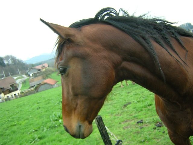 Verkaufe liebevolle Stute - Pferde - Salzburg