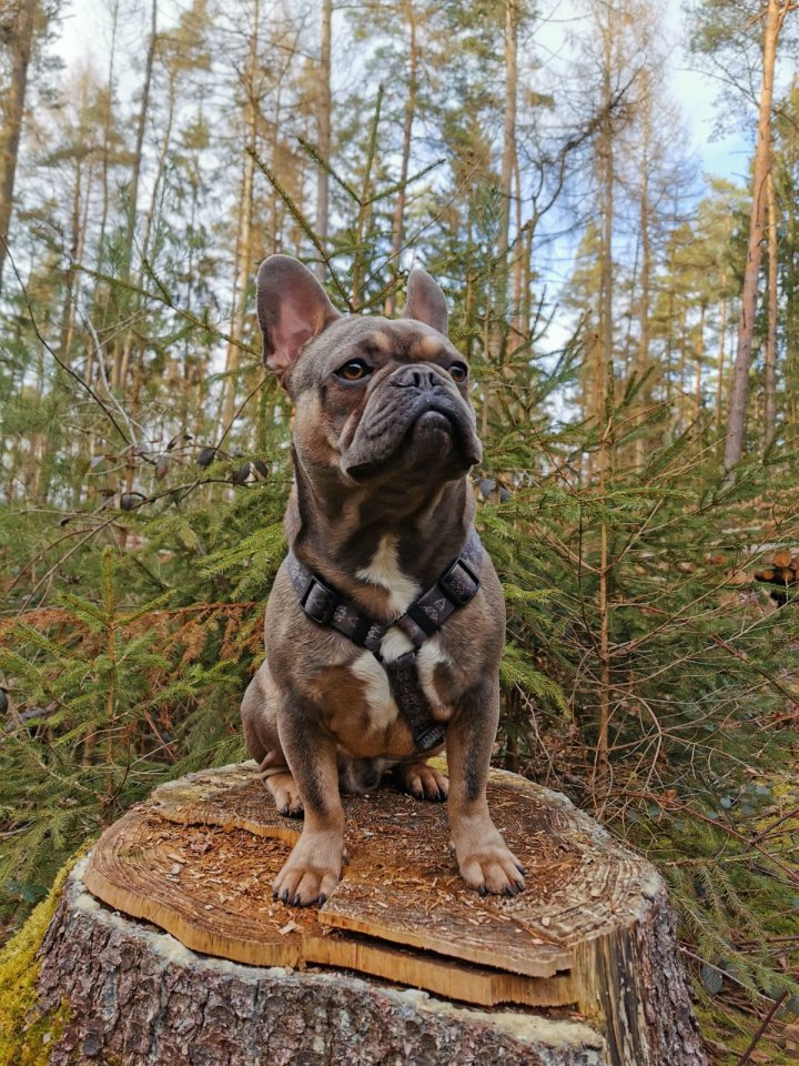 Französische Bulldogge - Hunde - Heringen