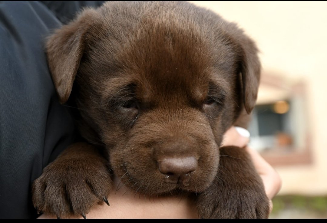 Labrador Welpen chocolate - Hunde - Hornbach